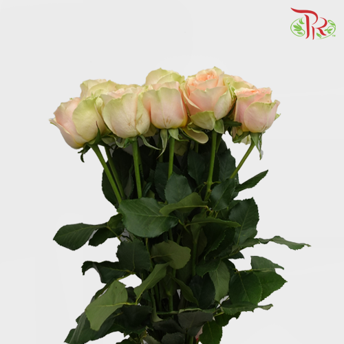Rose - (MM) Bicolor Baby Pink/Green (5stems)-Ecd-prflorist.com.my