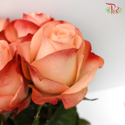 Rose - (MM) Kahala (5 Stems)-Ecd-prflorist.com.my