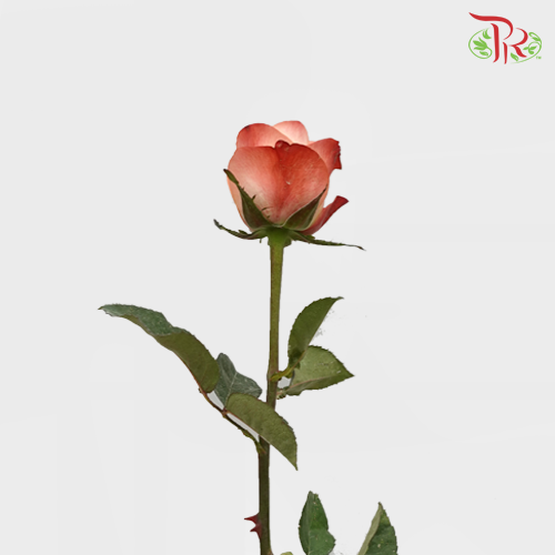 Rose - (MM) Kahala (5 Stems)-Ecd-prflorist.com.my