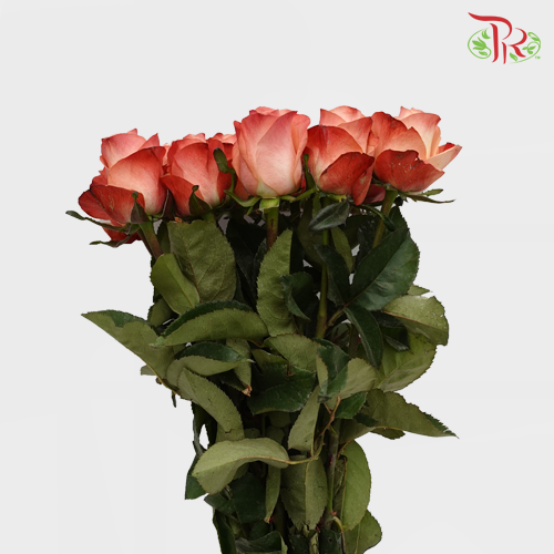 Rose - (MM) Kahala (5 Stems)-Ecd-prflorist.com.my