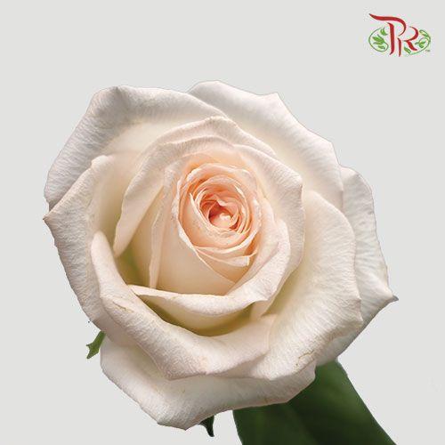 Rose Netting (AA) - Cream (19-20 Stems)-Cream-Malaysia-prflorist.com.my