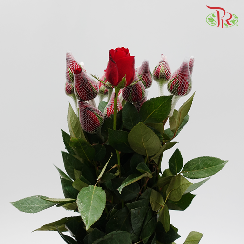 Rose Netting (AA) - Red (19-20 Stems)-Red-Malaysia-prflorist.com.my