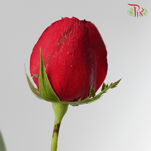 Rose Netting (AA) - Red (19-20 Stems)-Red-Malaysia-prflorist.com.my