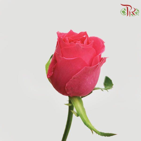 Rose Netting - Dark Pink (20 Stems)-Pink-China-prflorist.com.my