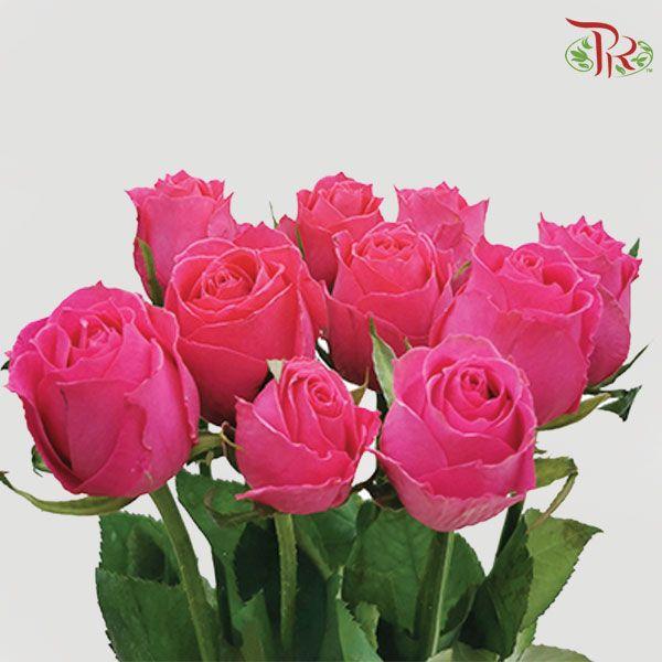 Rose Netting - Dark Pink (20 Stems)-Pink-China-prflorist.com.my