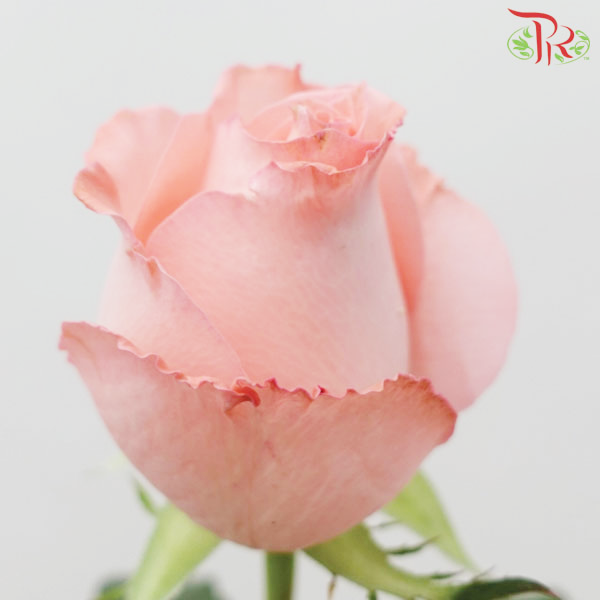 Rose Netting - Diana Pink (20 Stems)-Pink-China-prflorist.com.my