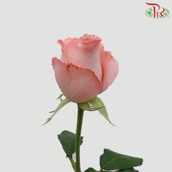 Rose Netting - Diana Pink (20 Stems)-Pink-China-prflorist.com.my