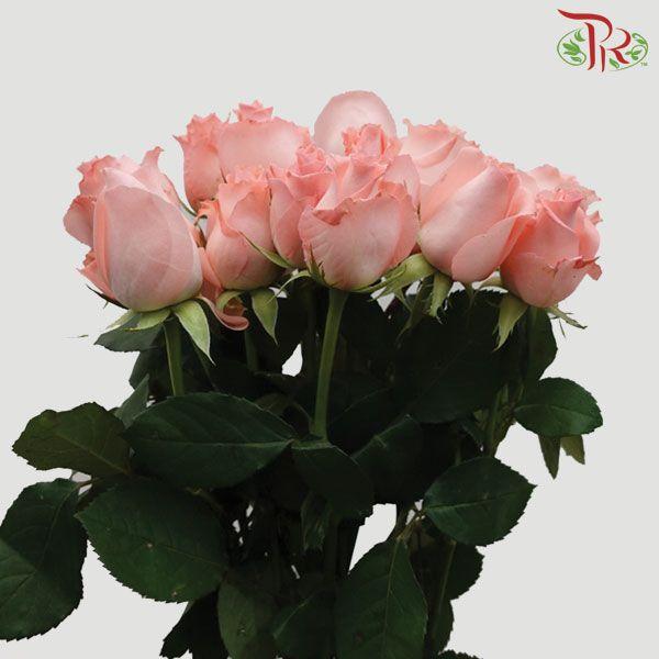 Rose Netting - Diana Pink (20 Stems)-Pink-China-prflorist.com.my