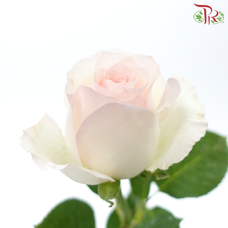 Rose Netting - Lipstick (20 Stems)-White With Light Pink-China-prflorist.com.my