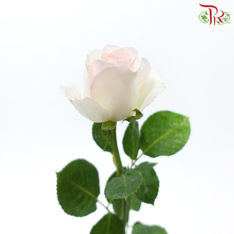 Rose Netting - Lipstick (20 Stems)-White With Light Pink-China-prflorist.com.my