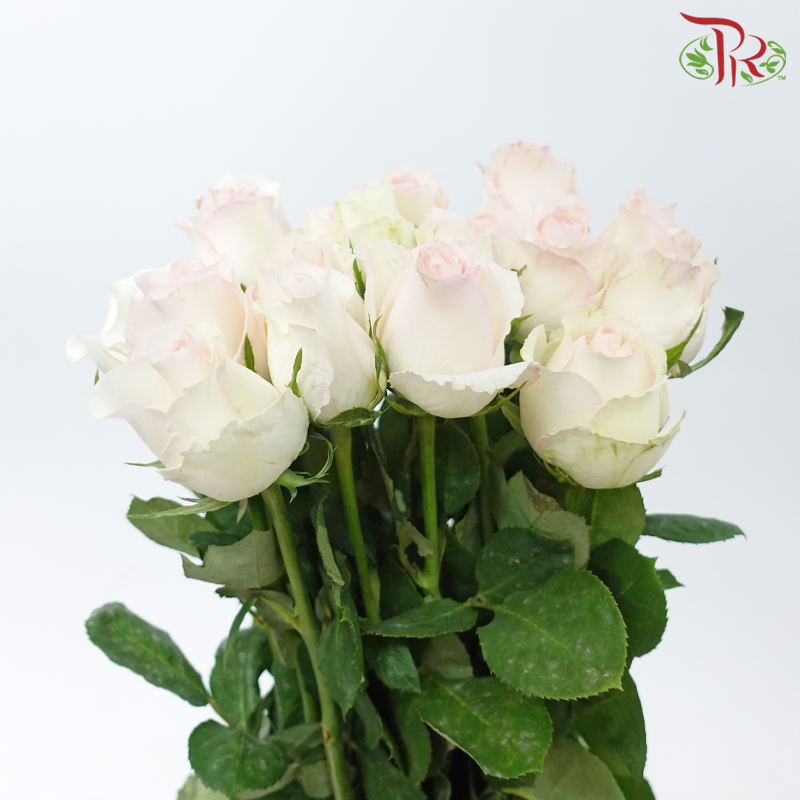Rose Netting - Lipstick (20 Stems)-White With Light Pink-China-prflorist.com.my