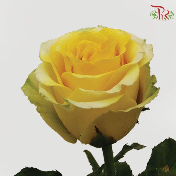 Rose Netting - Yellow (10 Stems)-Yellow-China-prflorist.com.my