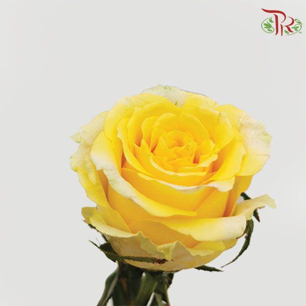 Rose Netting - Yellow (10 Stems)-Yellow-China-prflorist.com.my