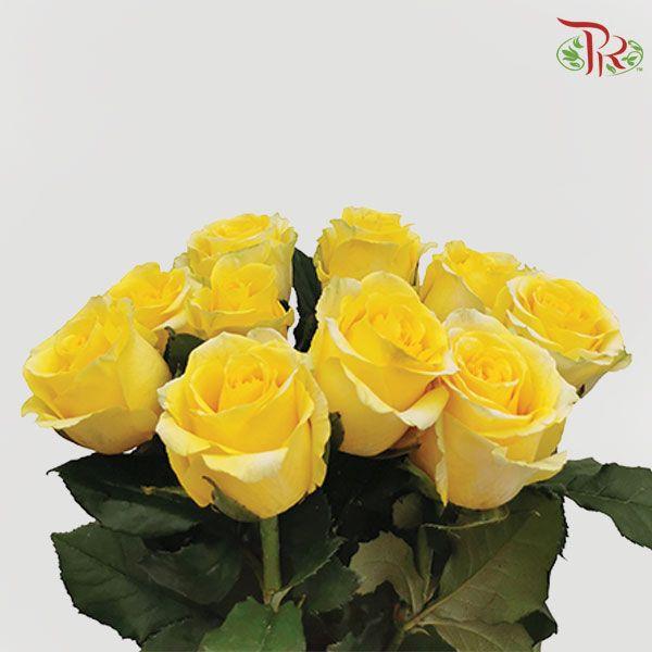 Rose Netting - Yellow (10 Stems)-Yellow-China-prflorist.com.my
