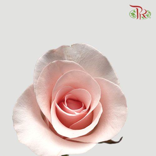 Rose - Nirvana (10 Stems)-Pink-China-prflorist.com.my