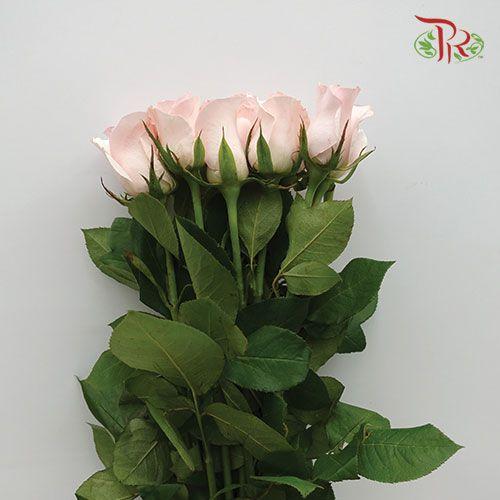 Rose - Nirvana (10 Stems)-Pink-China-prflorist.com.my