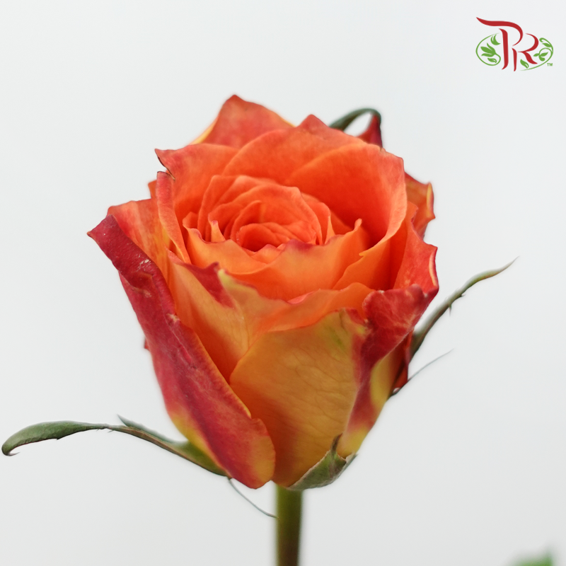 Rose - Ode to Joy (10 Stems)-Red-China-prflorist.com.my