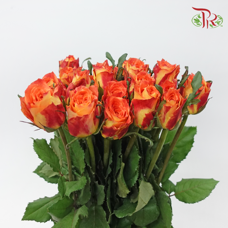 Rose - Ode to Joy (10 Stems)-Red-China-prflorist.com.my