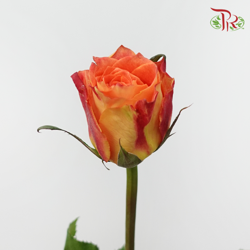 Rose - Ode to Joy (10 Stems)-Red-China-prflorist.com.my