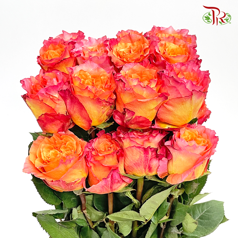 Rose Ohara Uhuru Free Spirit - (10 Stems)-Kenya-prflorist.com.my