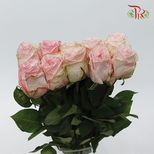 Rose Ohara Uhuru - Pink (10 Stems)-Pink-Kenya-prflorist.com.my