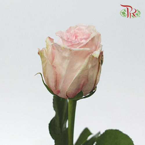 Rose Ohara Uhuru - Pink (10 Stems)-Pink-Kenya-prflorist.com.my