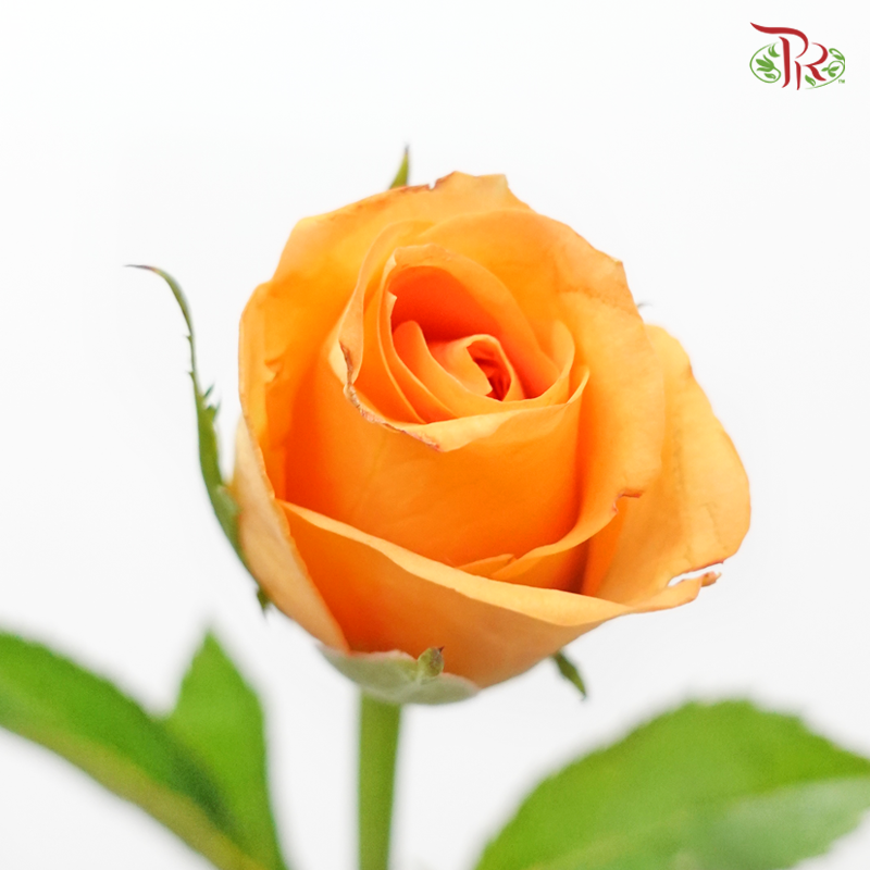 Rose - Orange (20 Stems)-Orange-China-prflorist.com.my