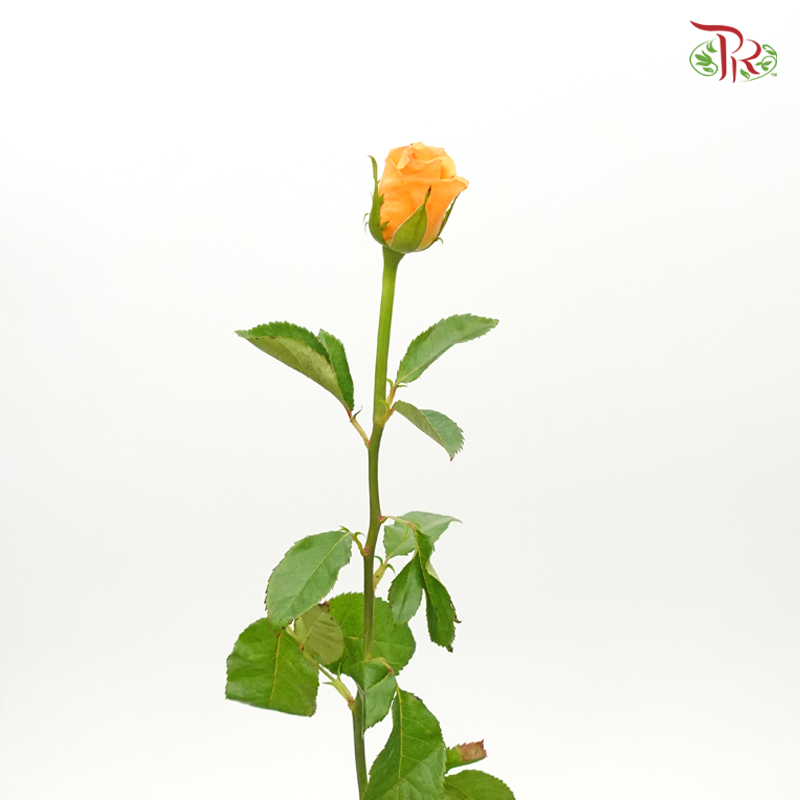 Rose - Orange (20 Stems)-Orange-China-prflorist.com.my