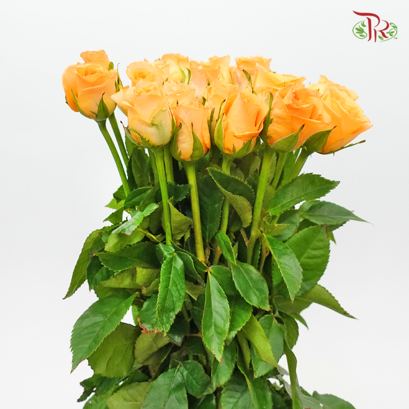 Rose - Orange (20 Stems)-Orange-China-prflorist.com.my