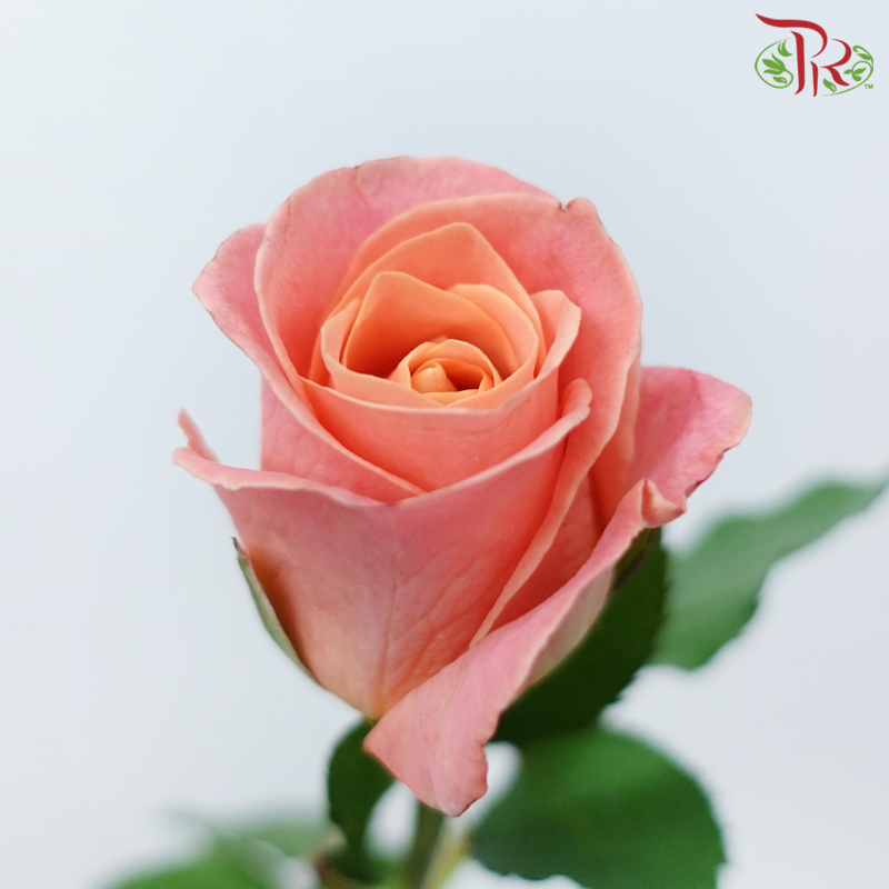 Rose - Peach Sunset (10 Stems)-Pink-China-prflorist.com.my