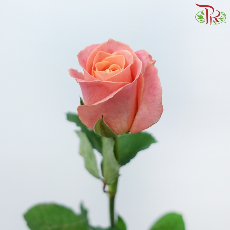 Rose - Peach Sunset (10 Stems)-Pink-China-prflorist.com.my