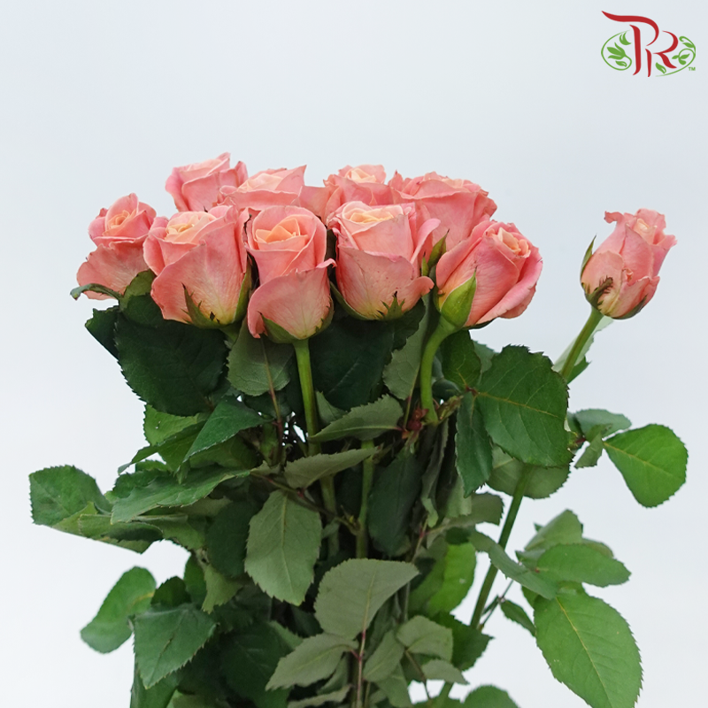 Rose - Peach Sunset (10 Stems)-Pink-China-prflorist.com.my