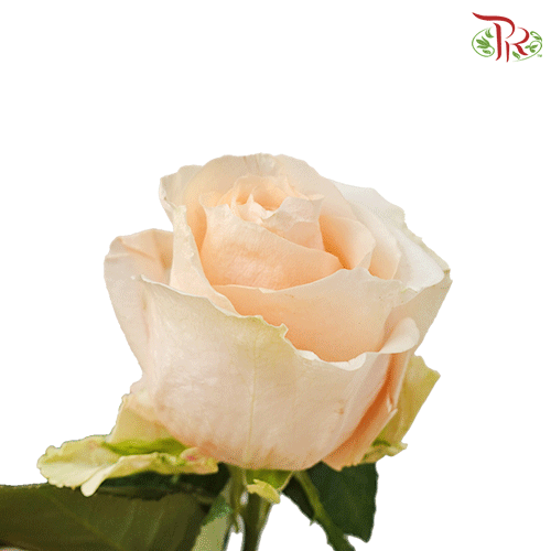 Rose - Pearl Avalanche (25 stems)-Ecd-prflorist.com.my