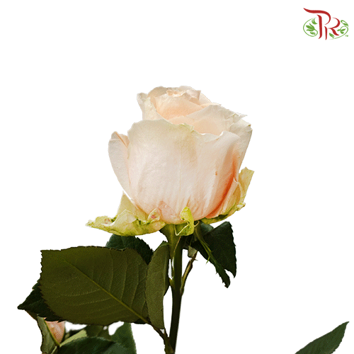 Rose - Pearl Avalanche (25 stems)-Ecd-prflorist.com.my