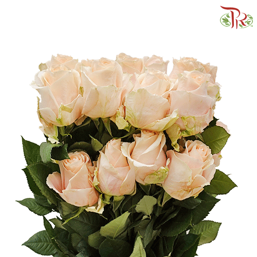Rose - Pearl Avalanche (25 stems)-Ecd-prflorist.com.my