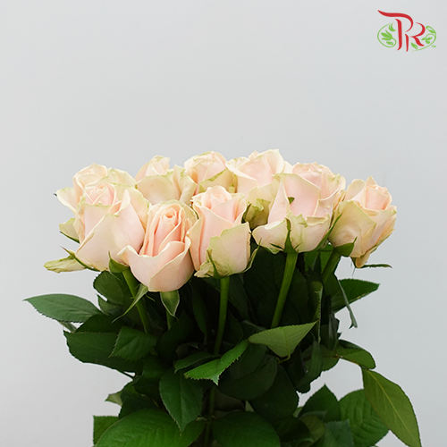 Rose - Pearl Avalanche / Rouge (10 Stems)-Peach-China-prflorist.com.my