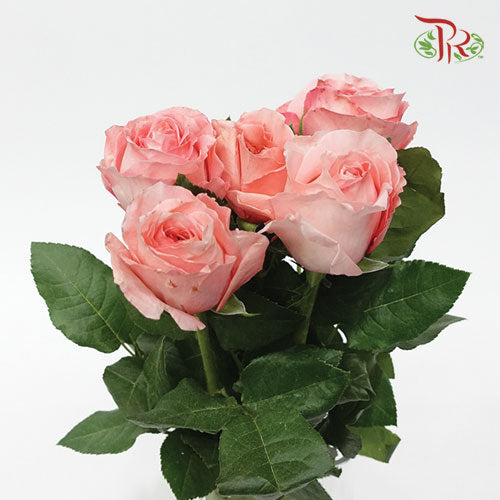 Rose - Pink Expression (5 Stems)-Pink-Kenya-prflorist.com.my