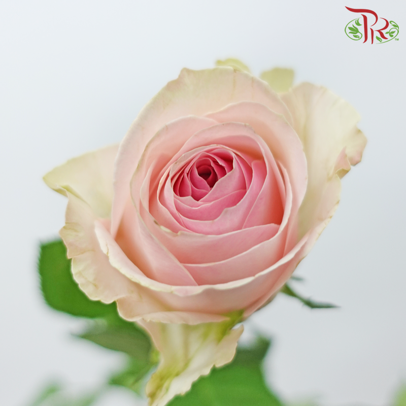 Rose - Pink Heart (10 Stems)-Pink-China-prflorist.com.my