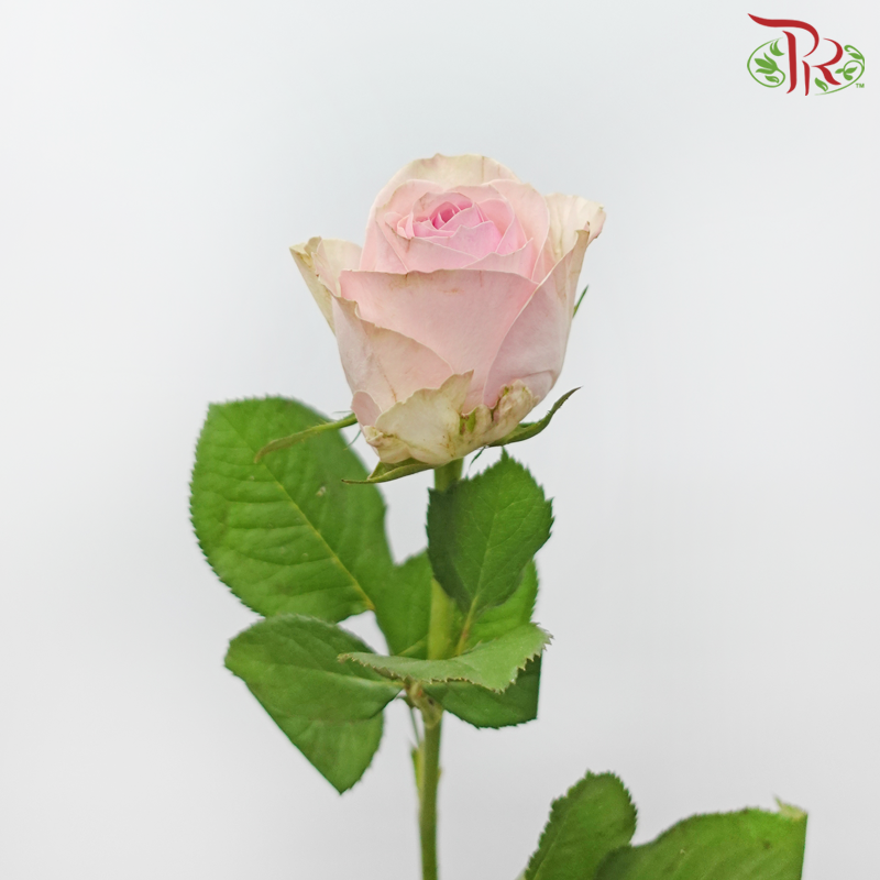 Rose - Pink Heart (10 Stems)-Pink-China-prflorist.com.my