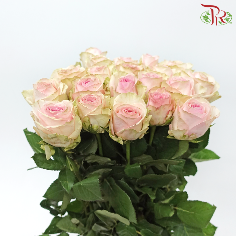 Rose - Pink Heart (10 Stems)-Pink-China-prflorist.com.my
