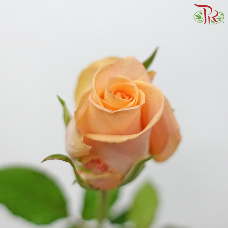 Rose - Plato (20 Stems)-Plato-China-prflorist.com.my