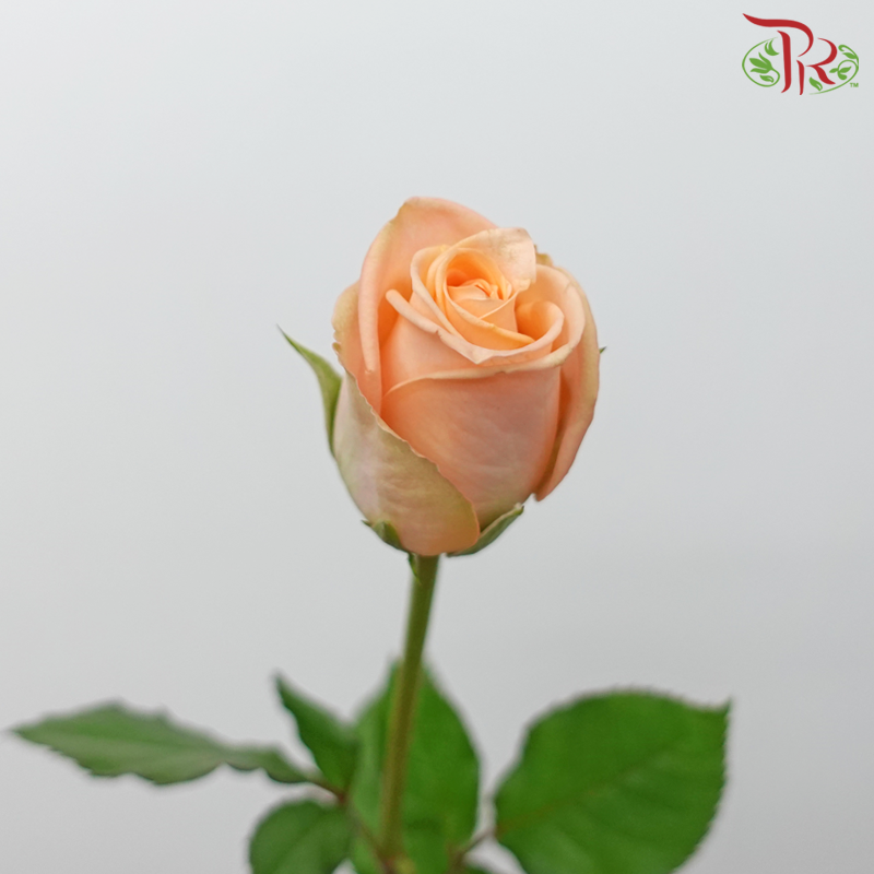 Rose - Plato (20 Stems)-Plato-China-prflorist.com.my