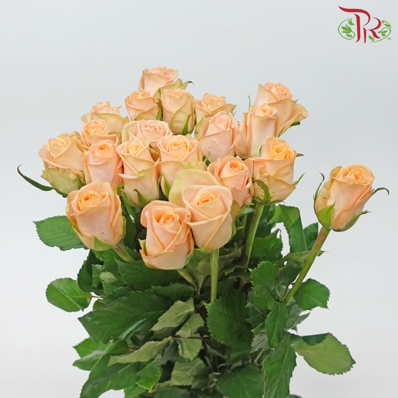Rose - Plato (20 Stems)-Plato-China-prflorist.com.my
