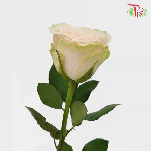 Rose - Pompeii (10 Stems)-Pink-China-prflorist.com.my