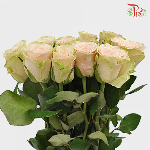 Rose - Pompeii (10 Stems)-Pink-China-prflorist.com.my