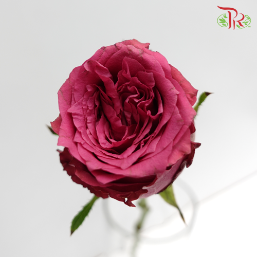 Rose Premium - Blueberry (19-20 Stems)-Purple-India-prflorist.com.my