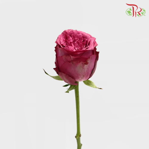 Rose Premium - Blueberry (19-20 Stems)-Purple-India-prflorist.com.my