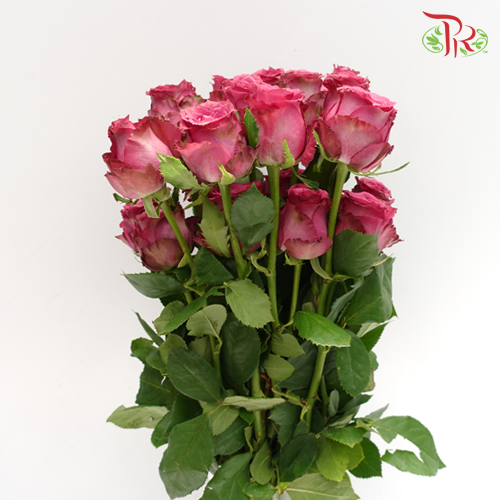 Rose Premium - Blueberry (19-20 Stems)-Purple-India-prflorist.com.my