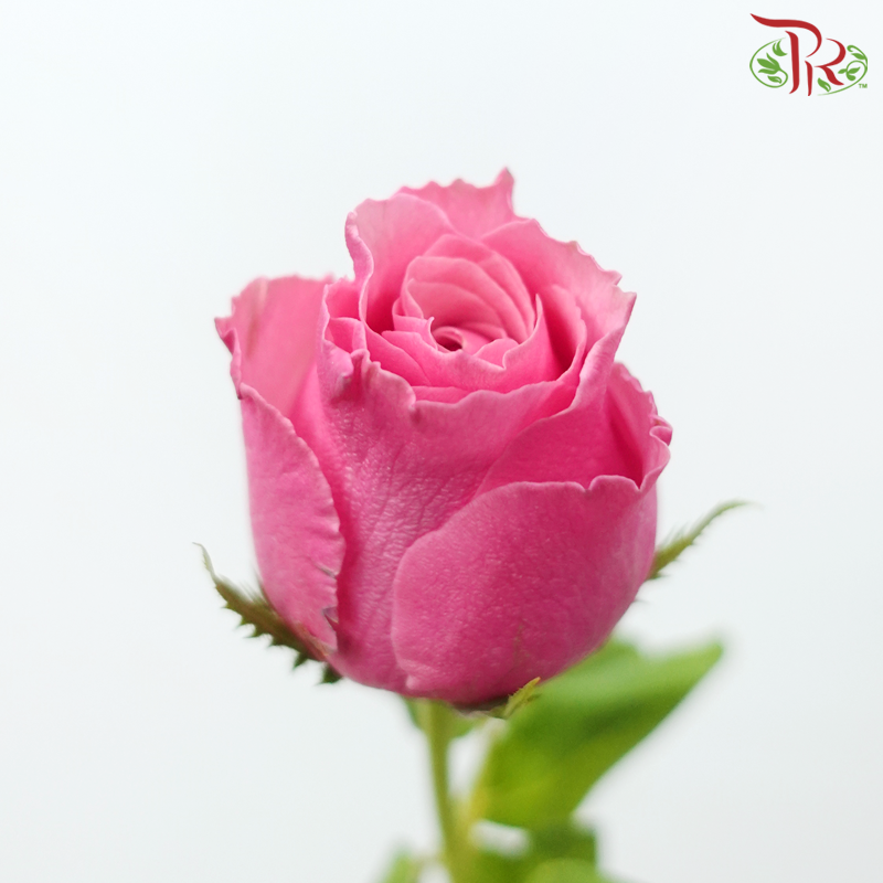 Rose Premium - Bubblegum Pink (19-20 Stems)-Bubblegum Pink-India-prflorist.com.my