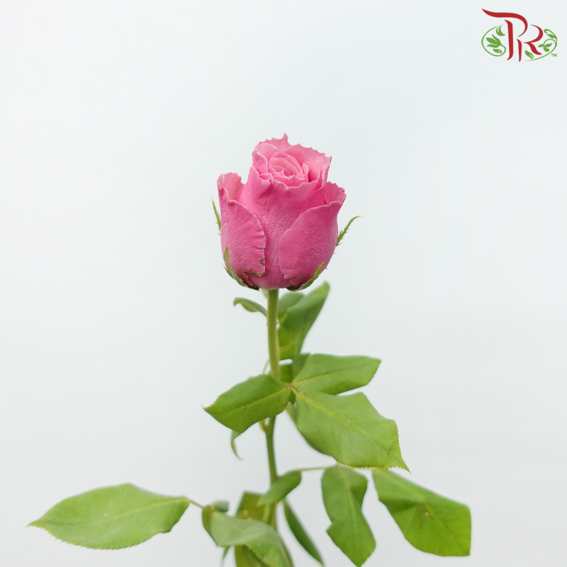 Rose Premium - Bubblegum Pink (19-20 Stems)-Bubblegum Pink-India-prflorist.com.my